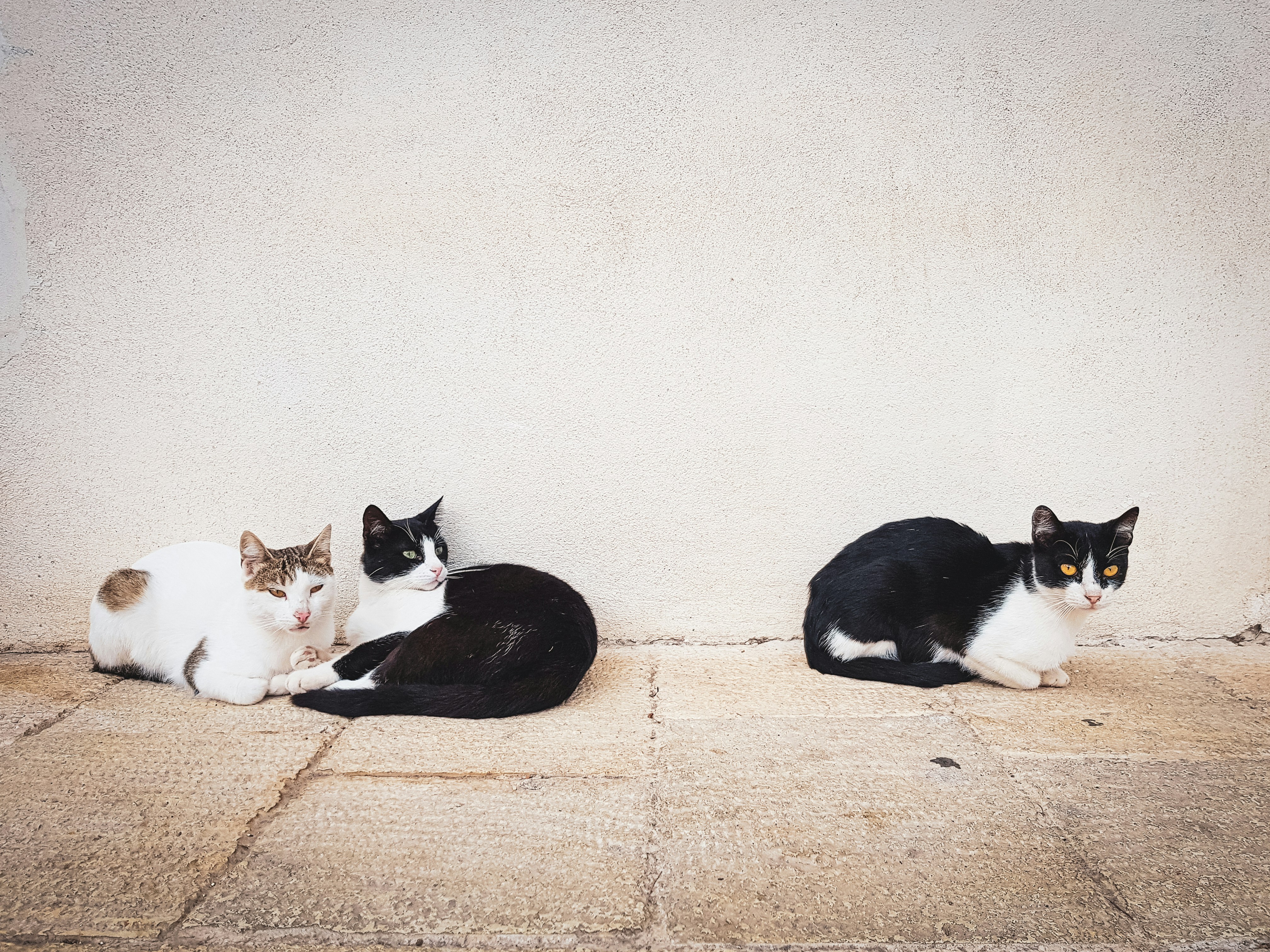 Choose from a curated selection of Italy photos. Always free on Unsplash.