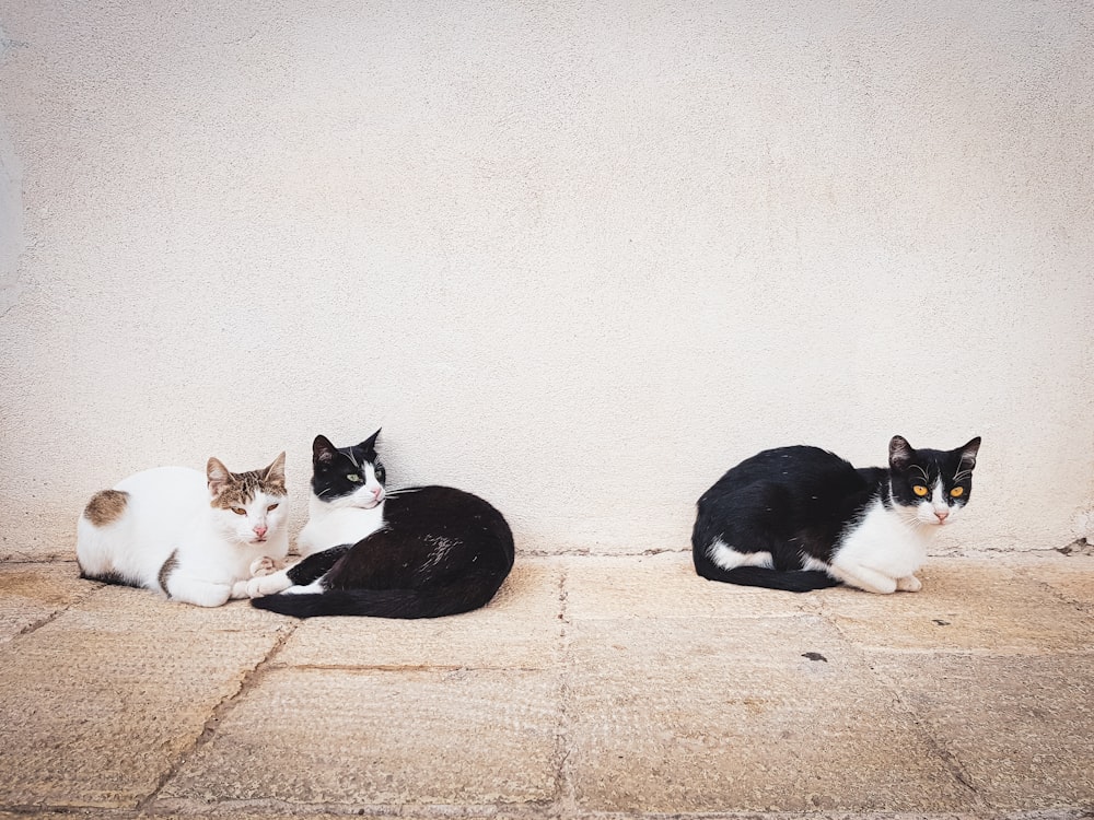 a couple of cats sitting next to each other