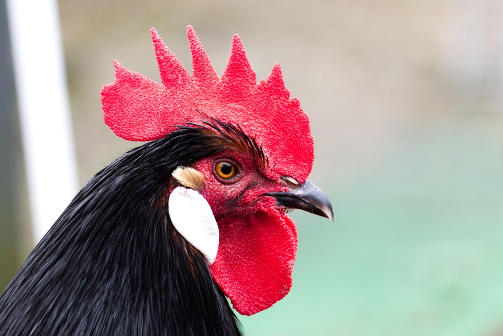 a close up of a rooster's head with a blurry background