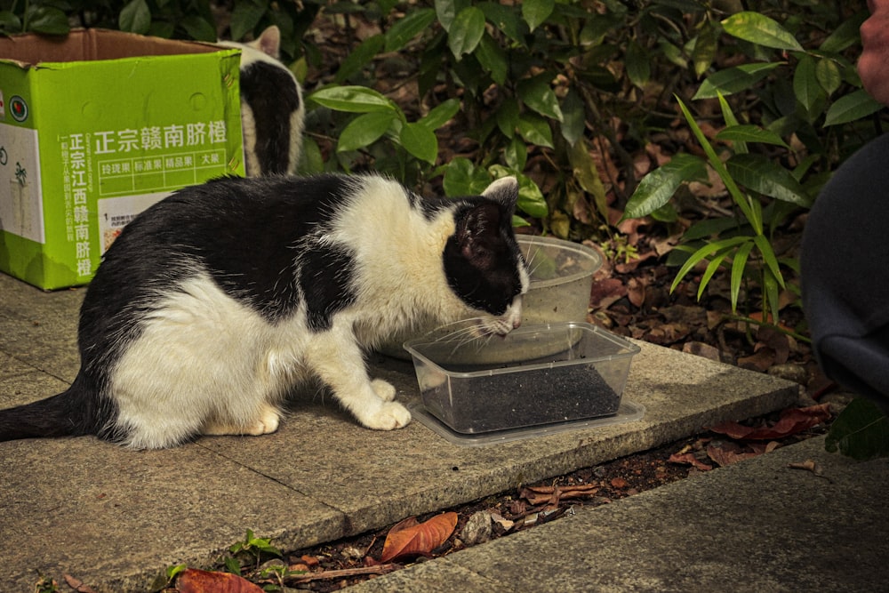 a black and white cat eating out of a bowl