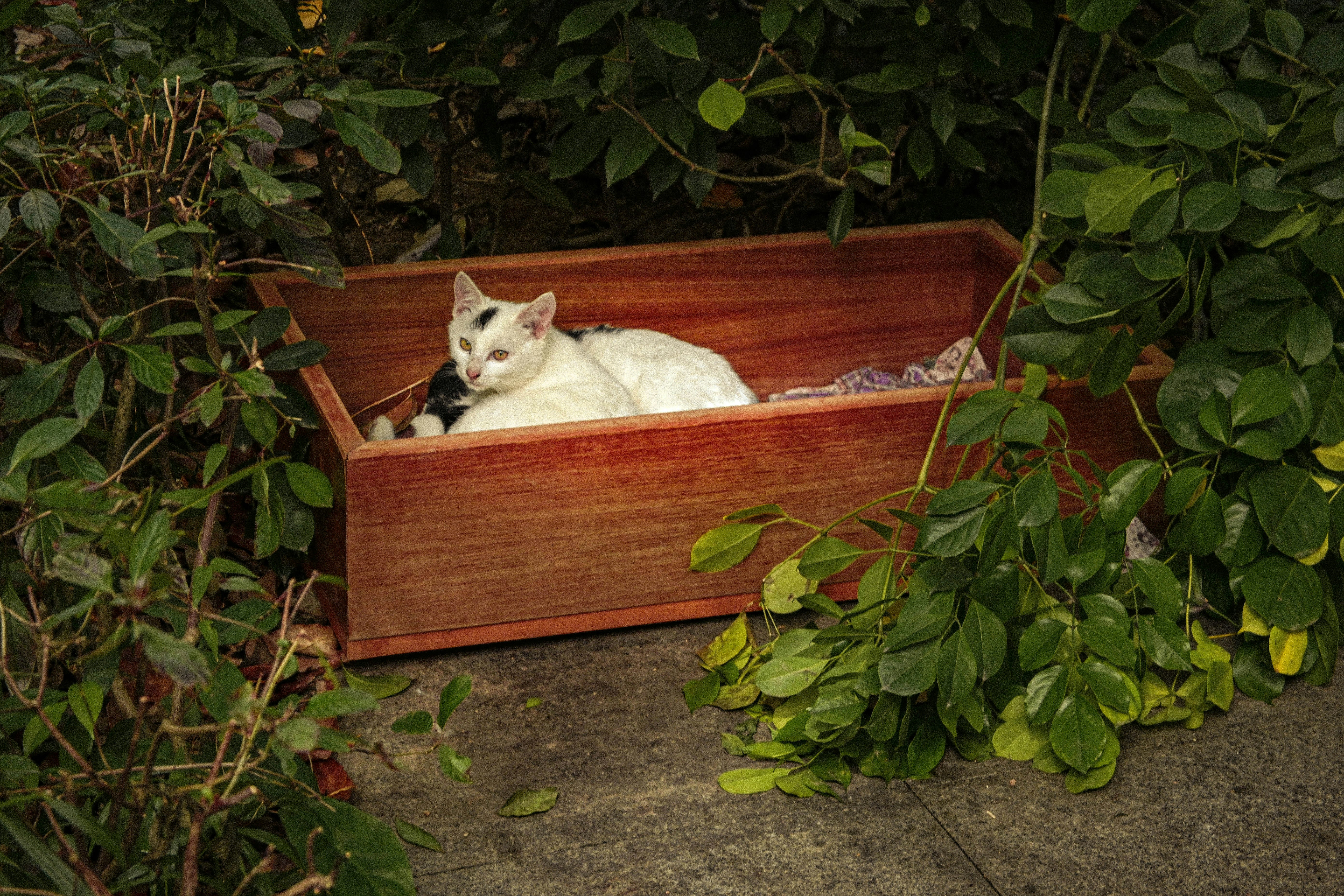 The Litter Box Luxury Revolution (image credits: unsplash)