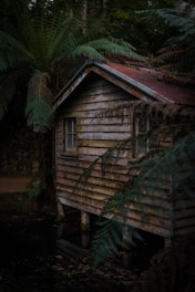 A rustic wooden cabin with a corrugated metal roof is nestled among dense greenery, with large ferns partially obscuring the structure. The cabin is elevated slightly off the ground with a small body of water in the foreground reflecting its shadow. The atmosphere is dimly lit, creating a mysterious and tranquil ambiance.