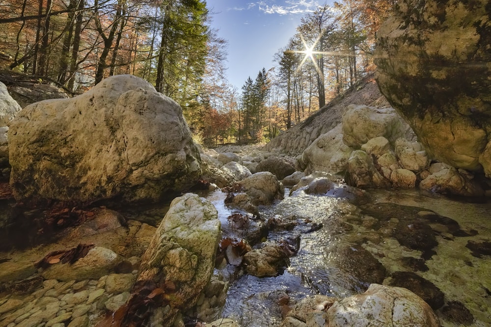 a stream running through a forest filled with lots of rocks