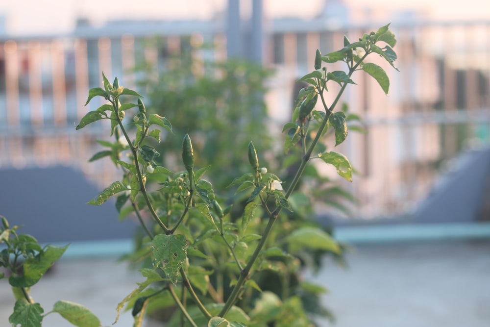 a close up of a plant with green leaves