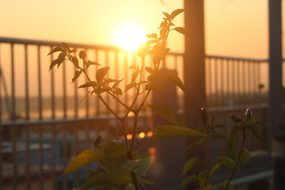the sun is setting over a balcony with a plant in the foreground