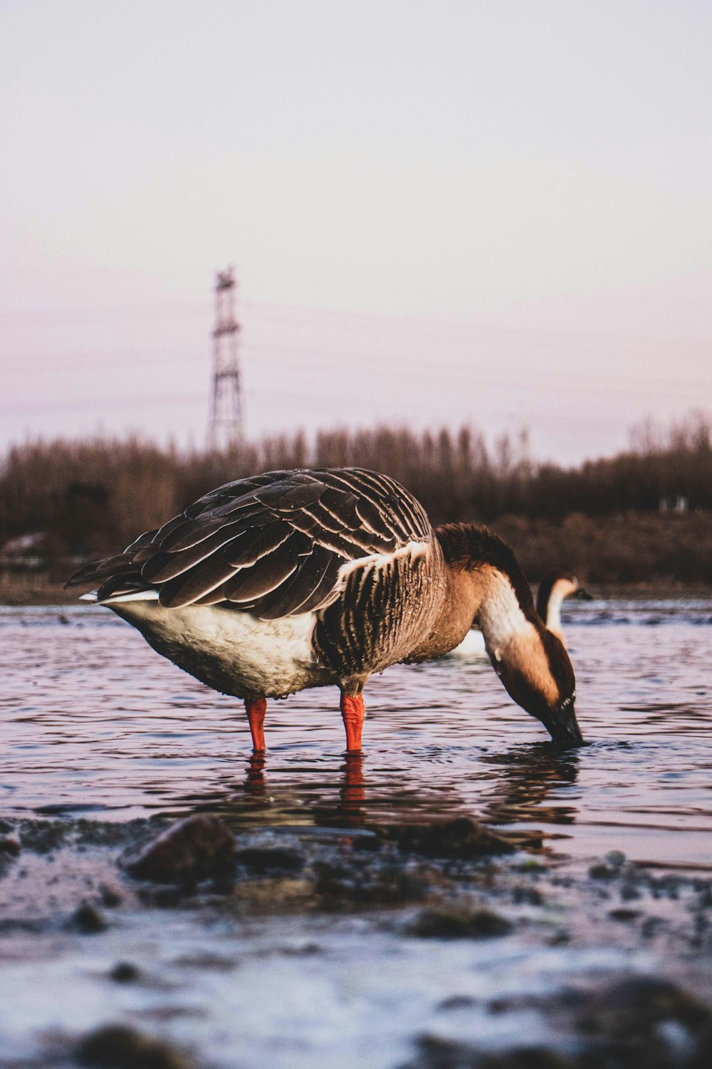 a duck is standing in a body of water