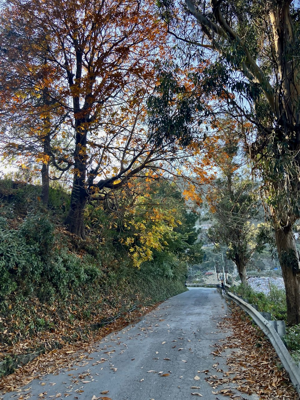 a paved road surrounded by trees with leaves on the ground