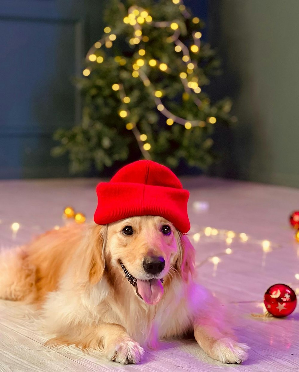 a dog wearing a red hat laying on the floor