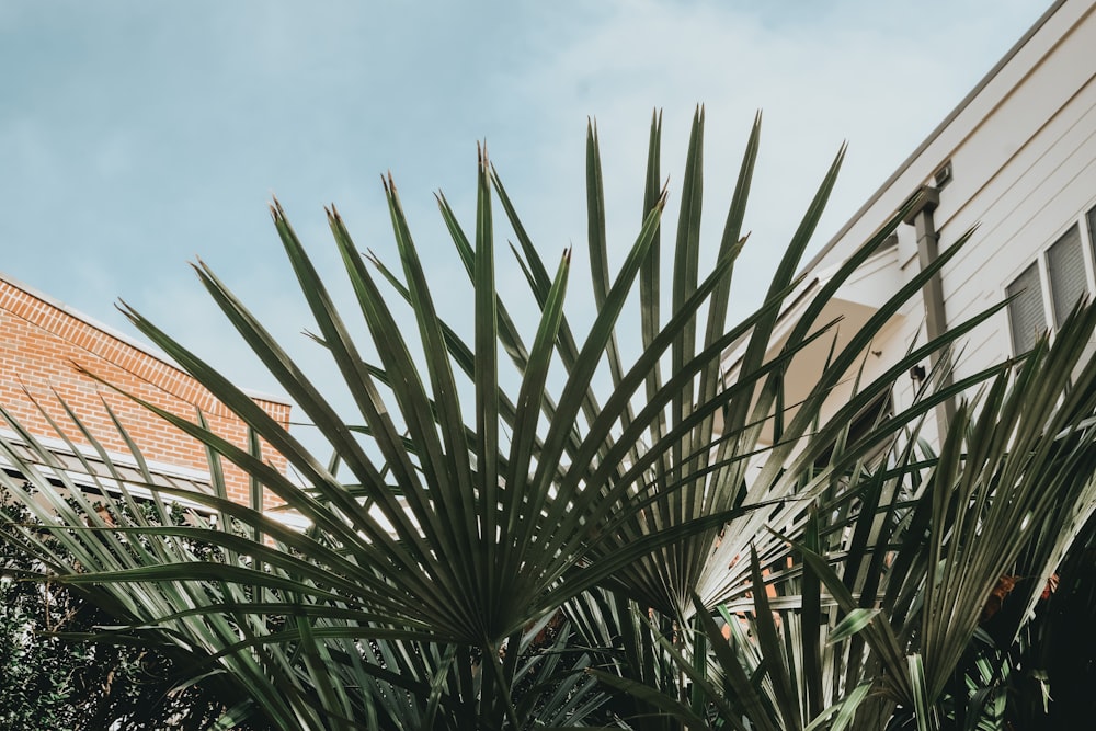 una palmera frente a una casa