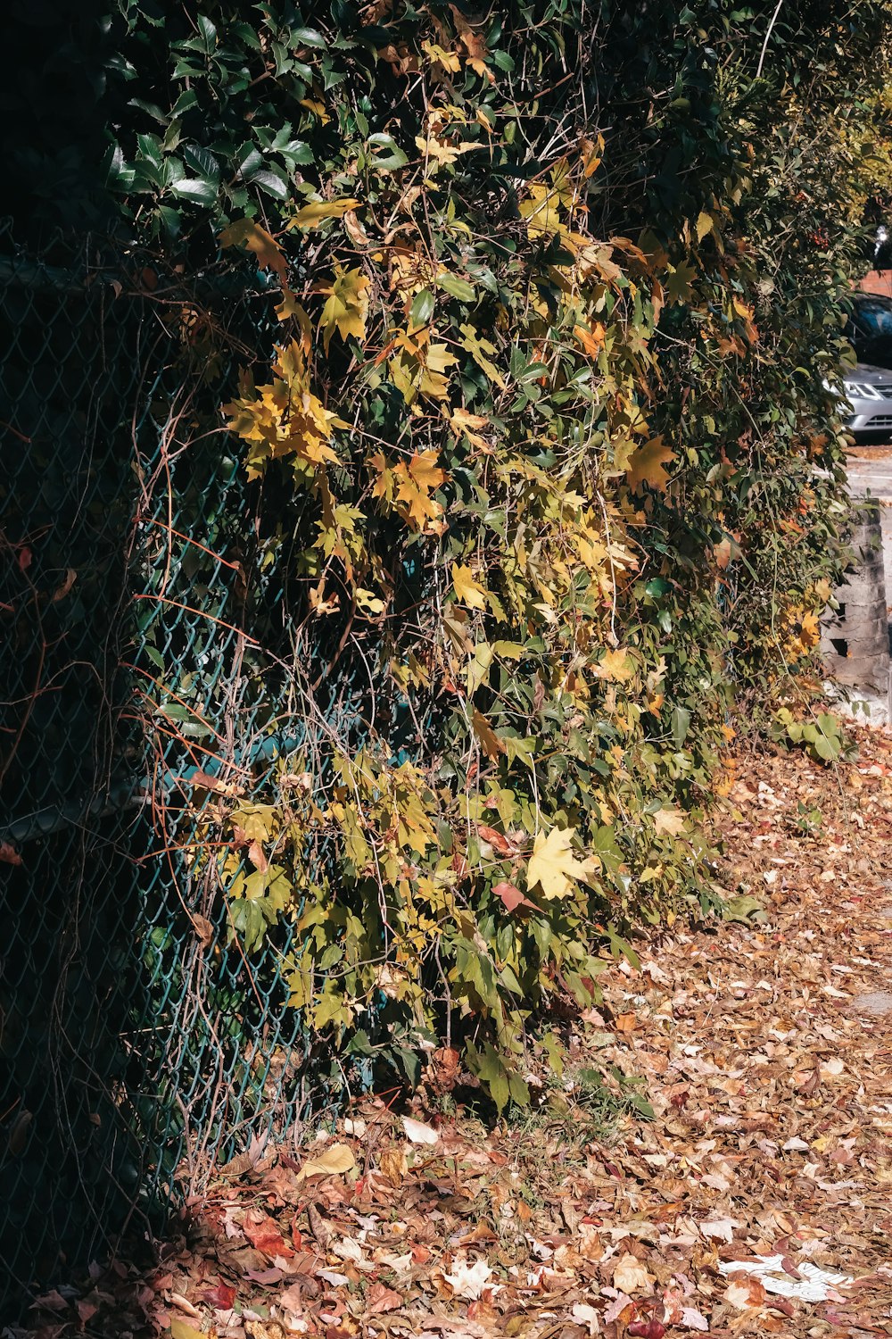 a fence that has a bunch of leaves on it