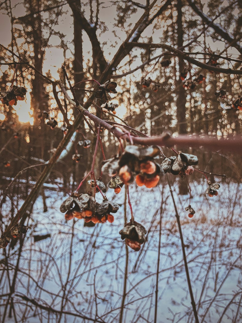 a bunch of berries hanging from a tree in the snow