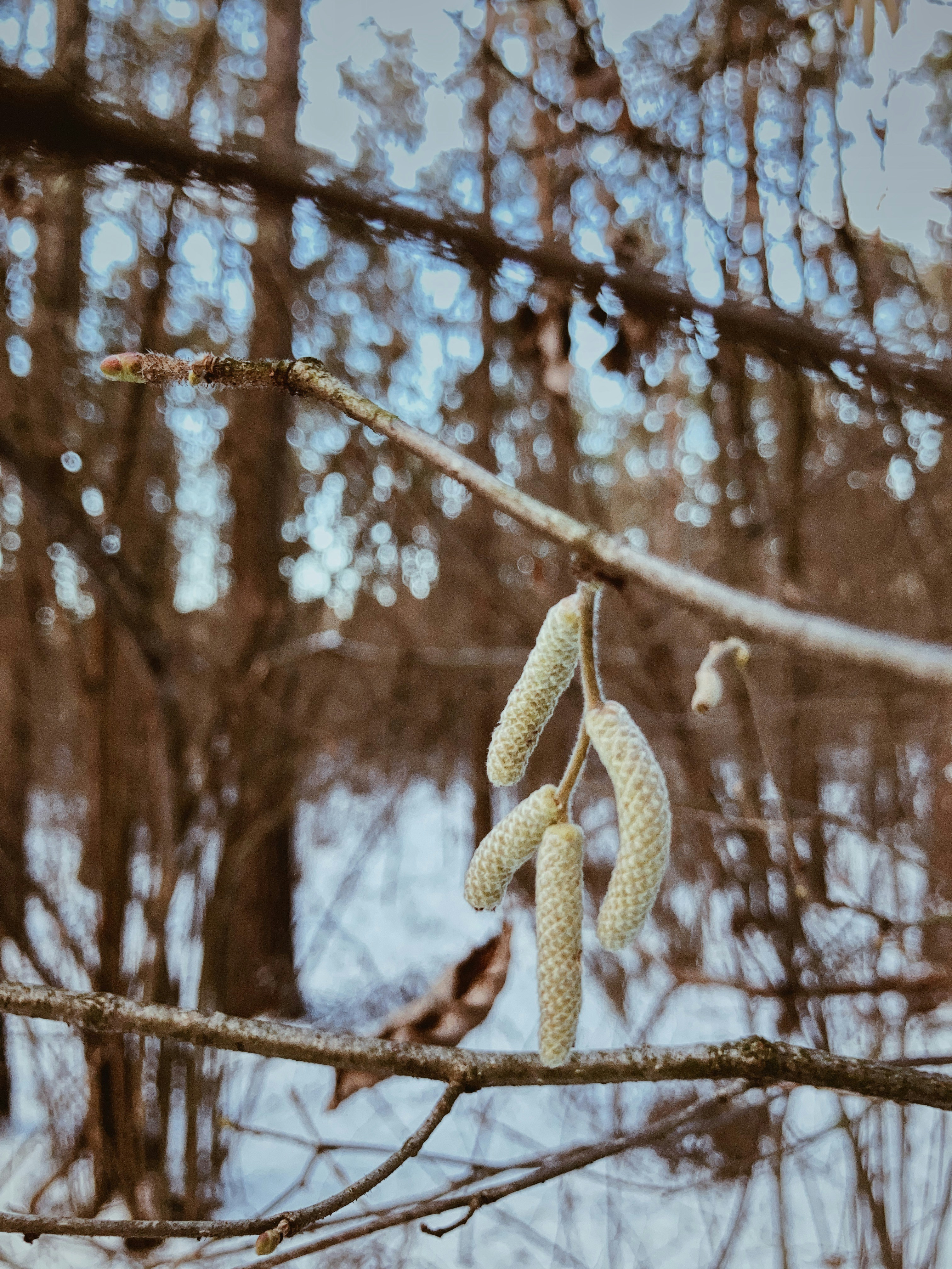 a couple of white flowers hanging from a tree