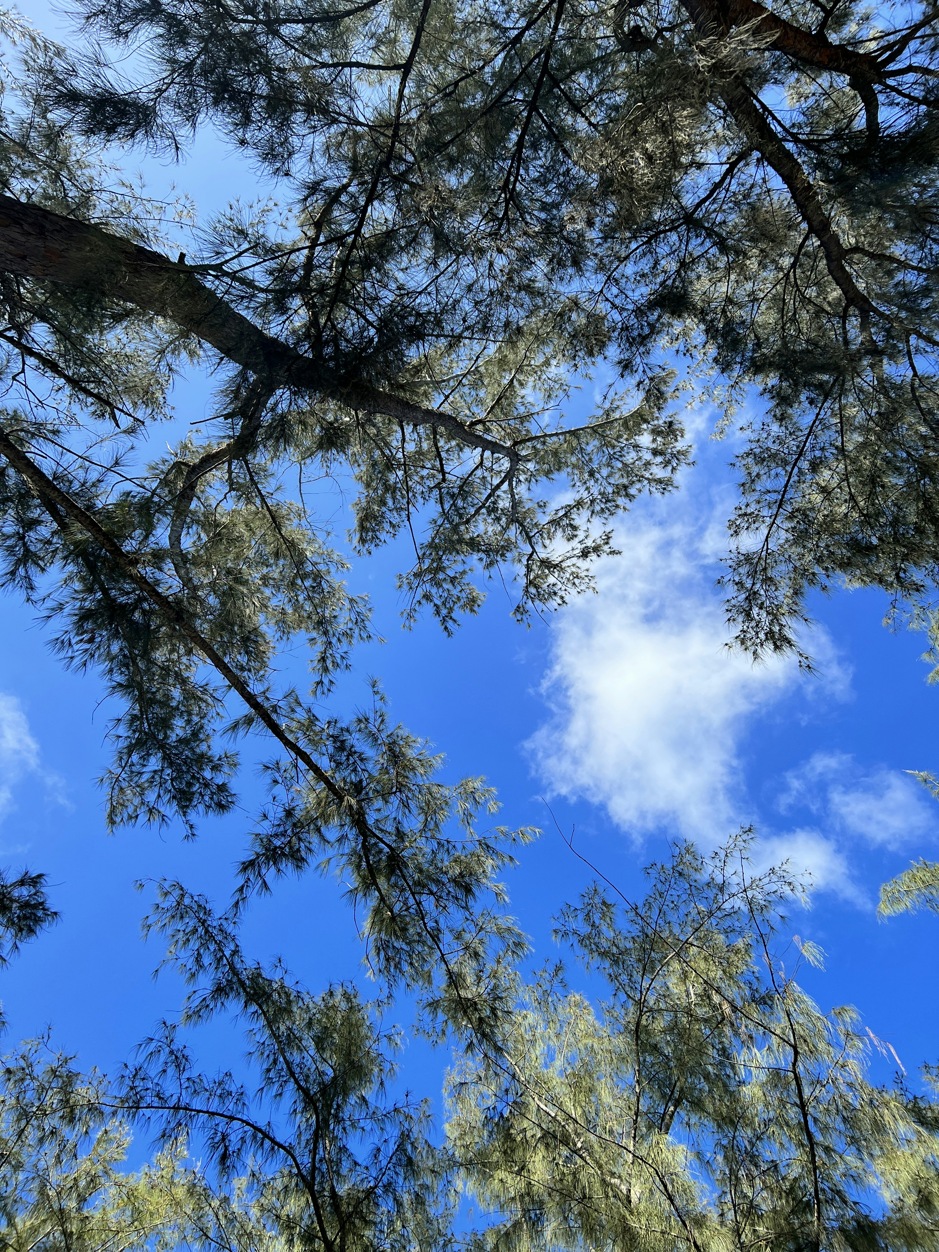 Photo by shaheengoulvaden