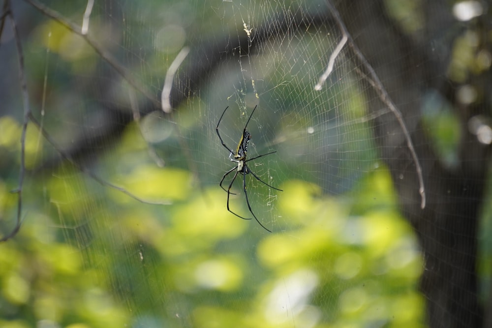 a spider sits on its web in a tree