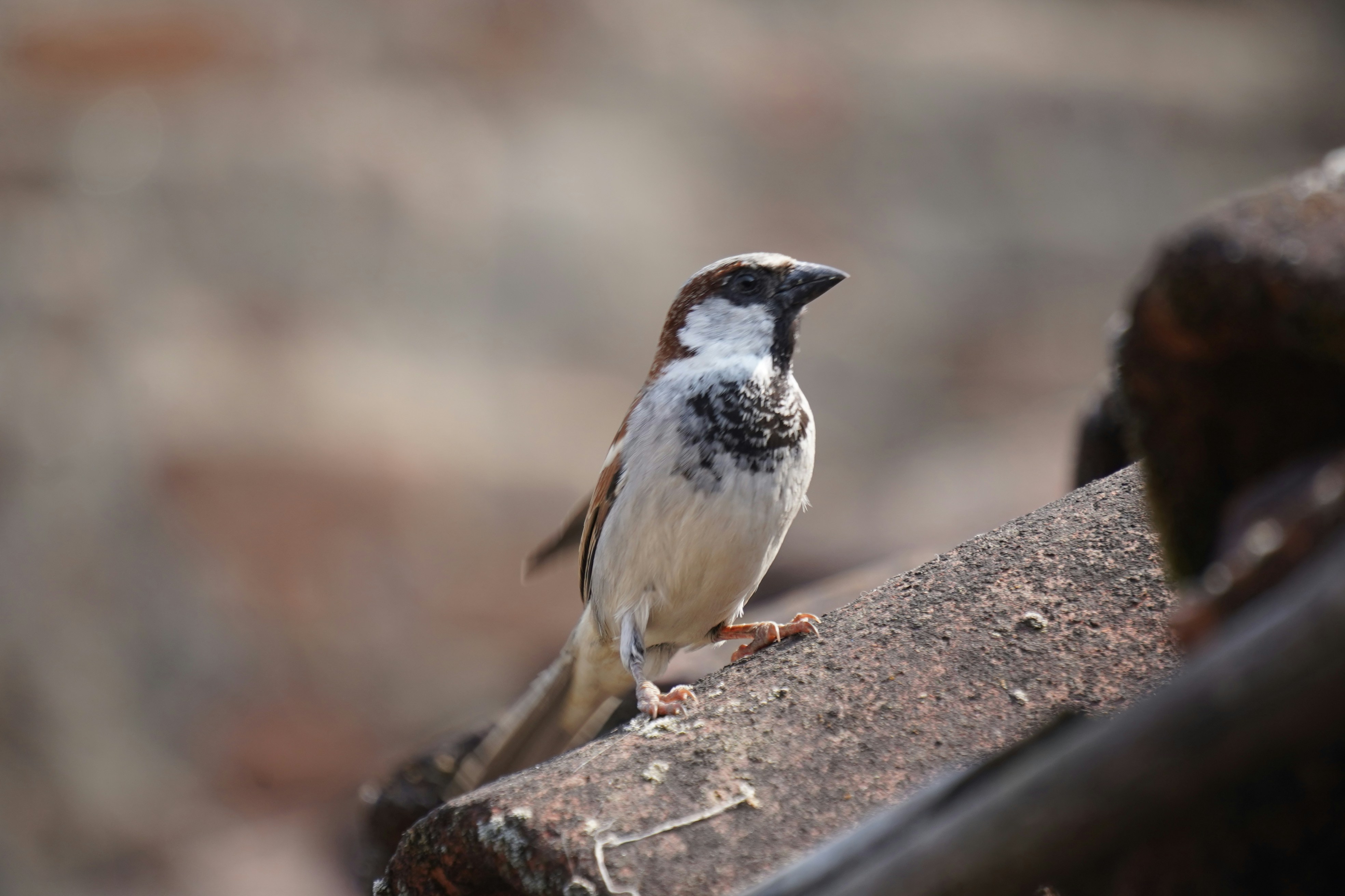 Photo by rijulchaturvedi