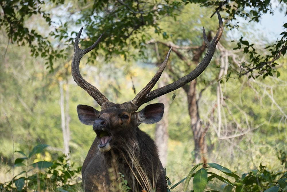 a deer with large antlers standing in a forest