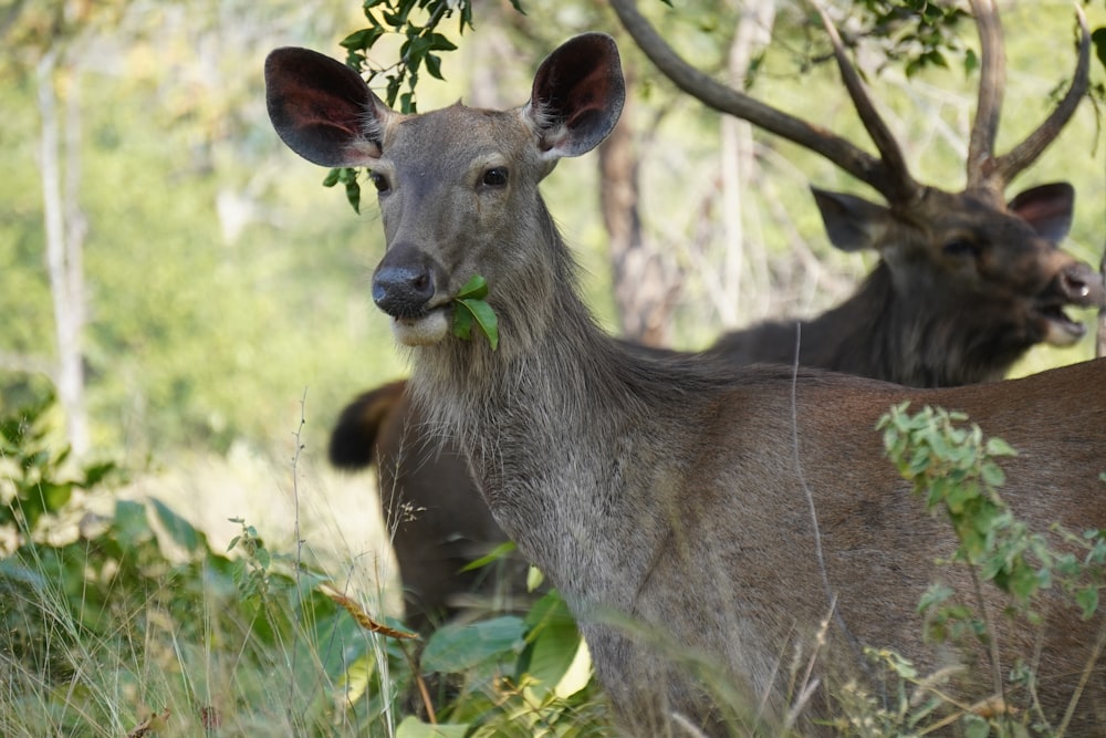 a couple of deer standing next to each other in a forest