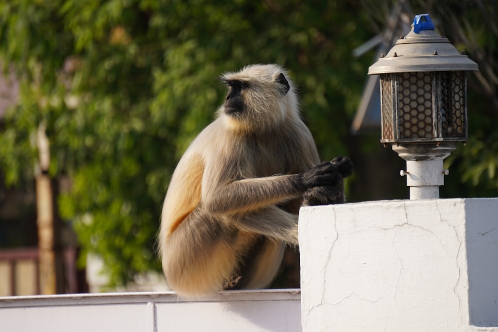 a monkey sitting on top of a white wall next to a lamp