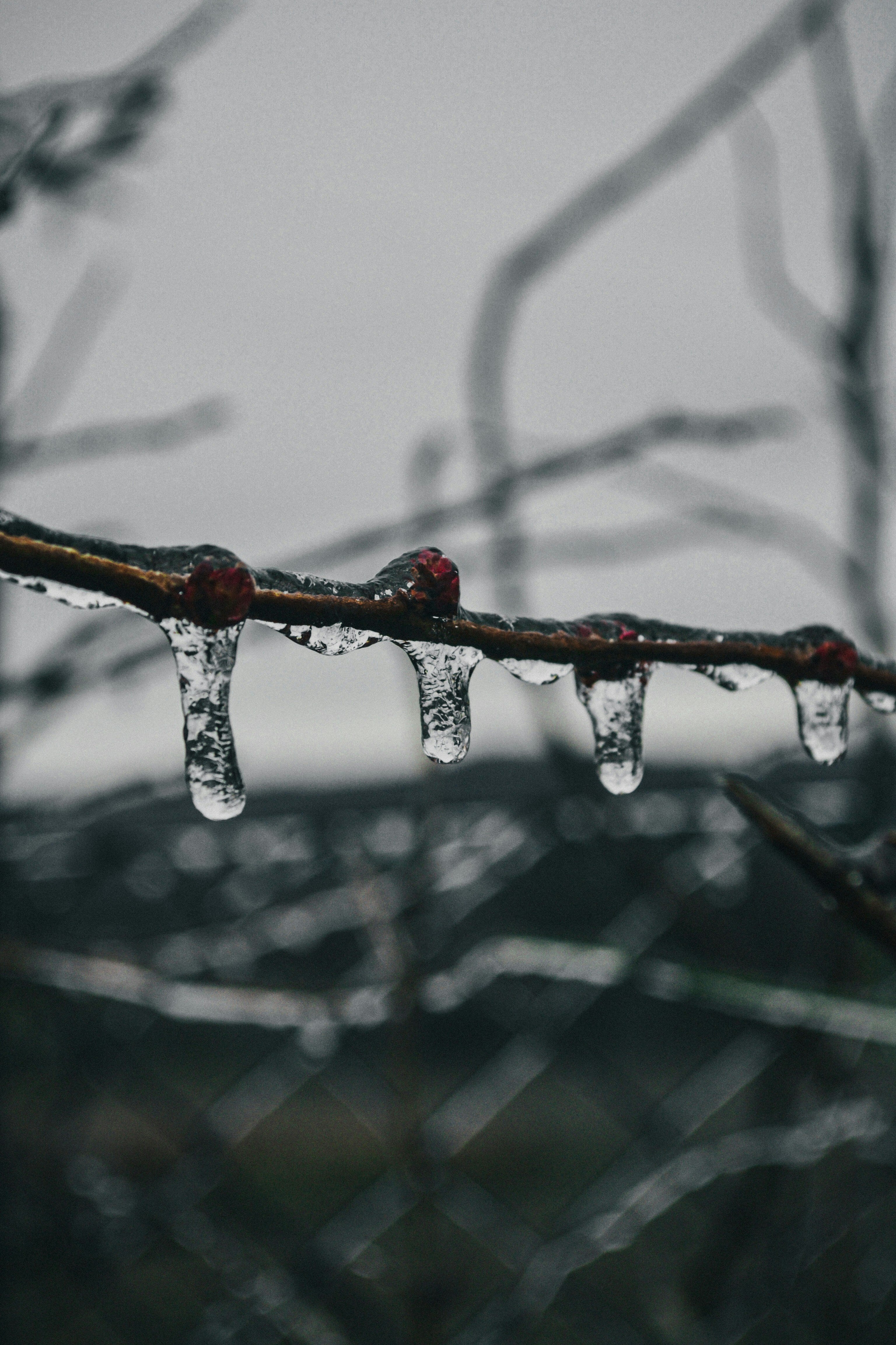 A tree branch with ice hanging from it photo – Free Nature Image on ...