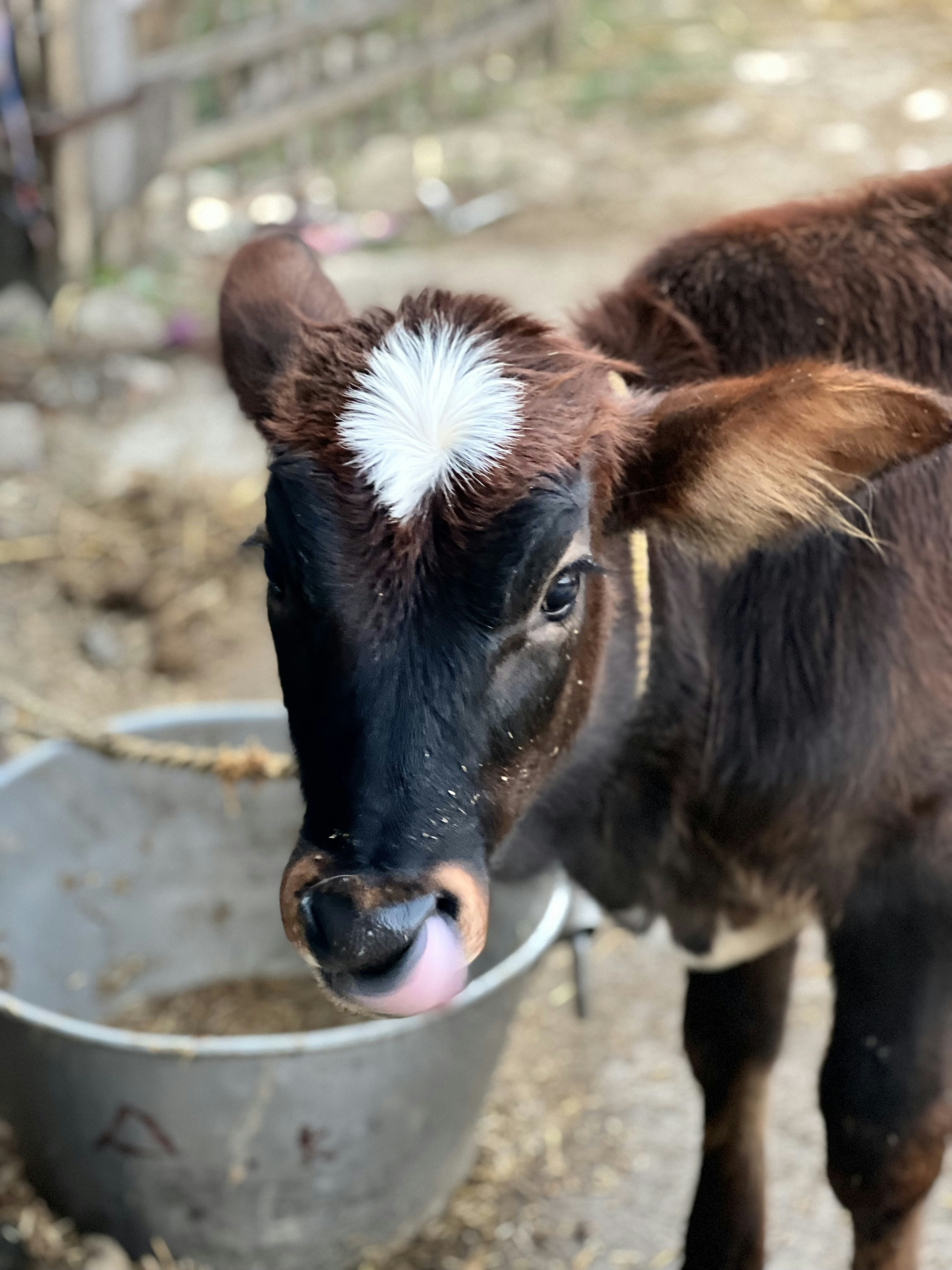 Un cucciolo di mucca in piedi accanto a una ciotola di metallo foto –  Immagine gratis di Animale su Unsplash, image size:3000x4000