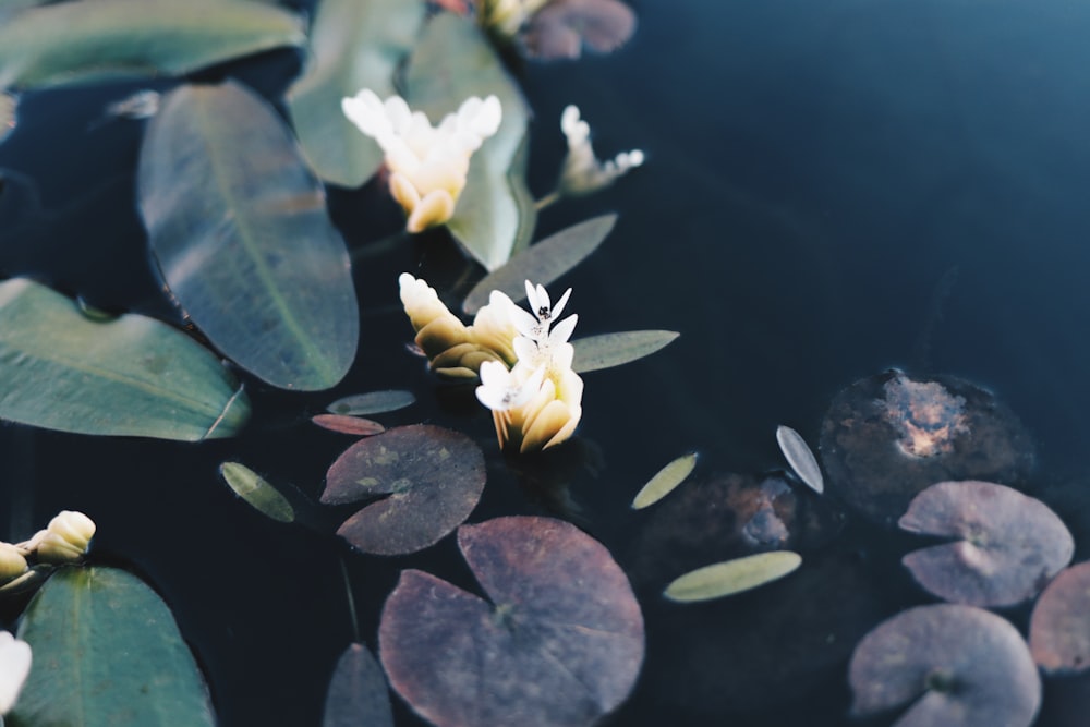 a group of white flowers floating on top of a pond
