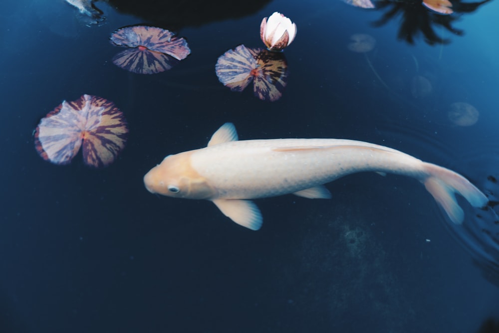 a large white fish swimming in a pond