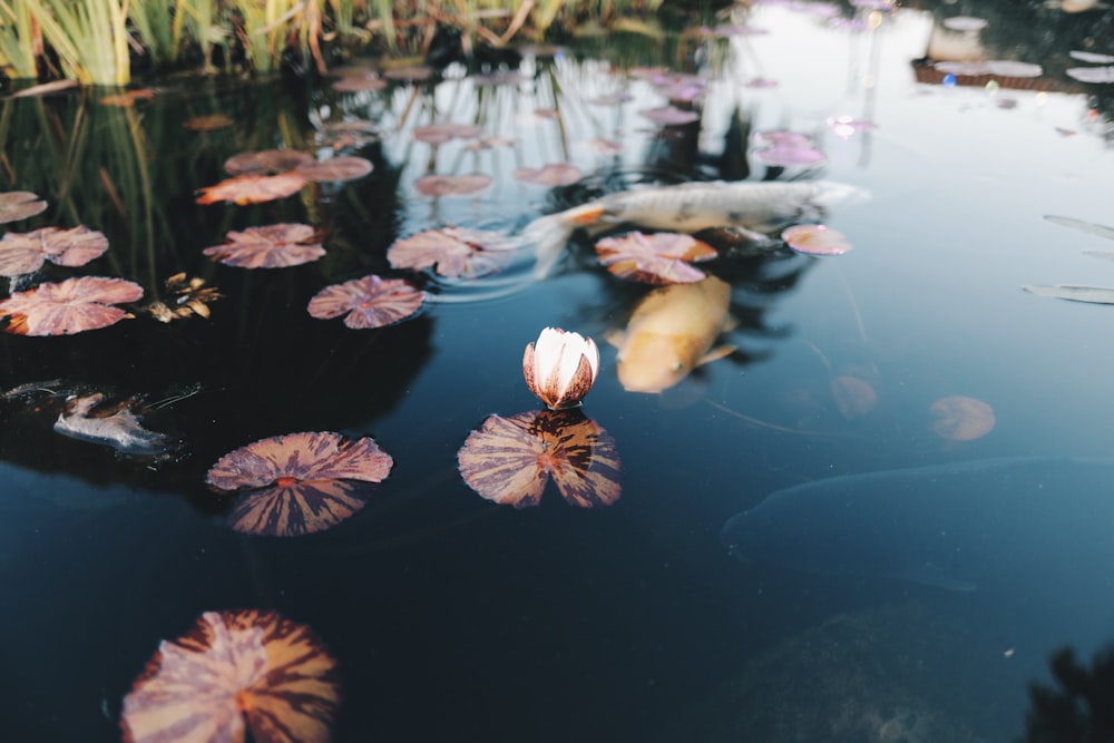 a pond filled with lots of water lilies