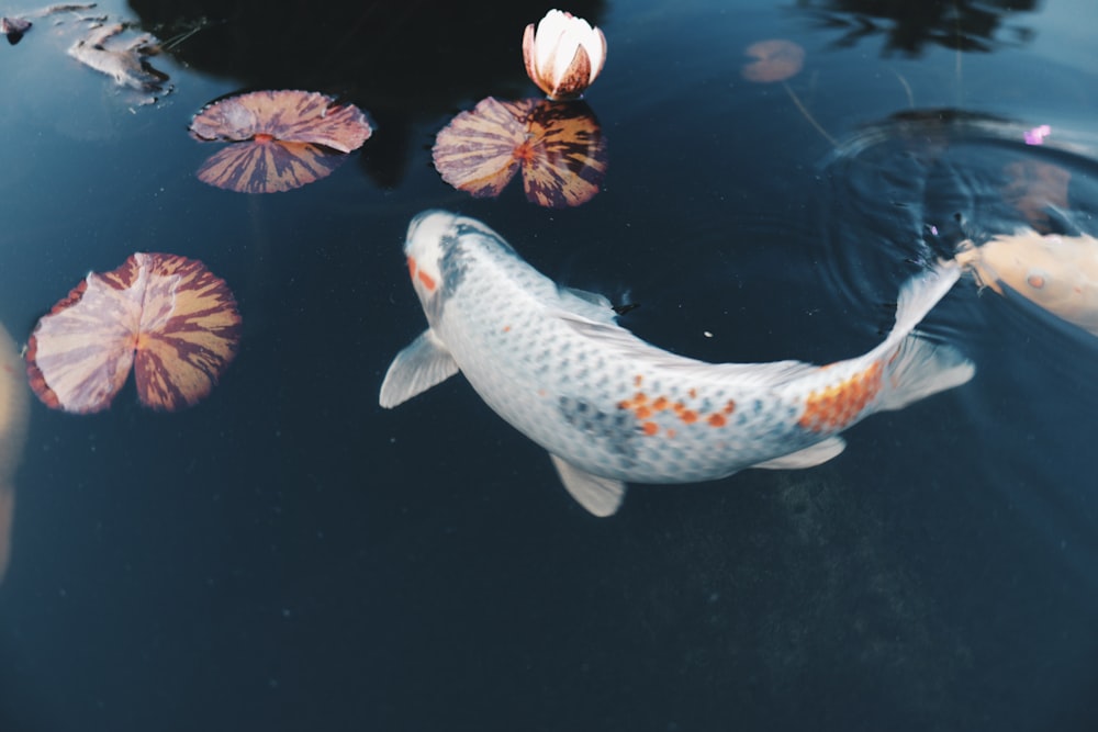 Um peixe koi nadando em um lago com almofadas de lírio