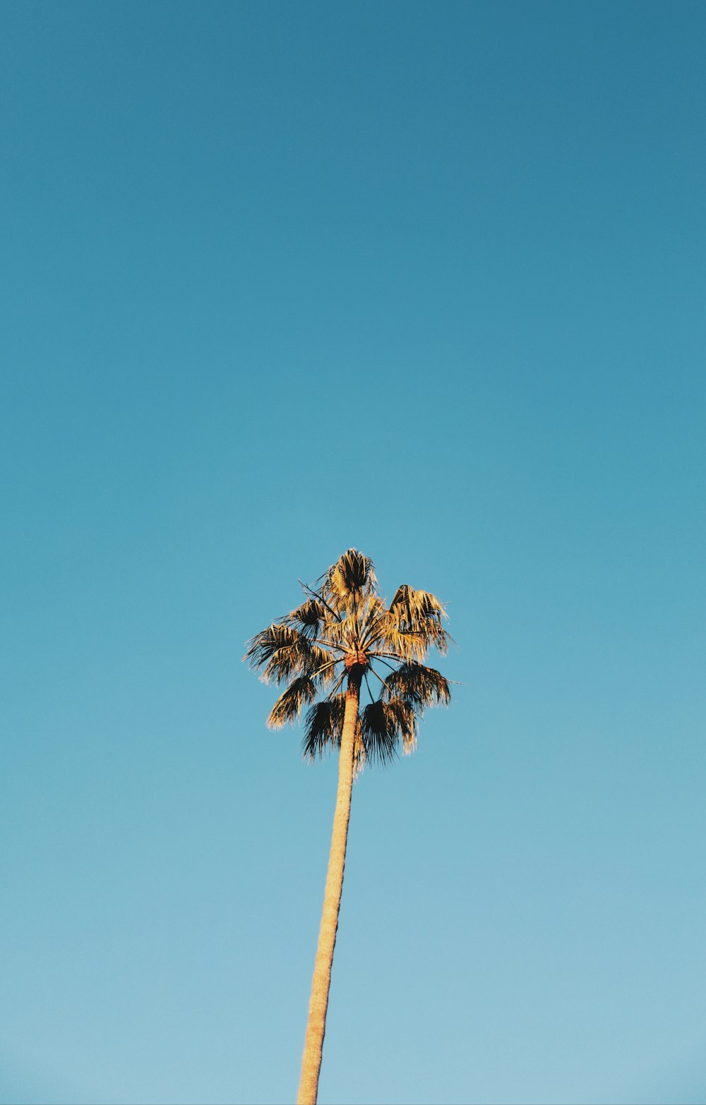a tall palm tree against a blue sky
