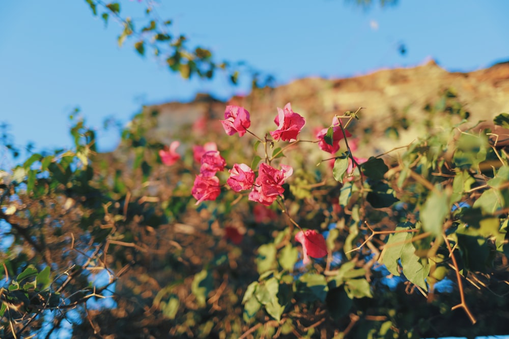 a pink flower is blooming on a tree