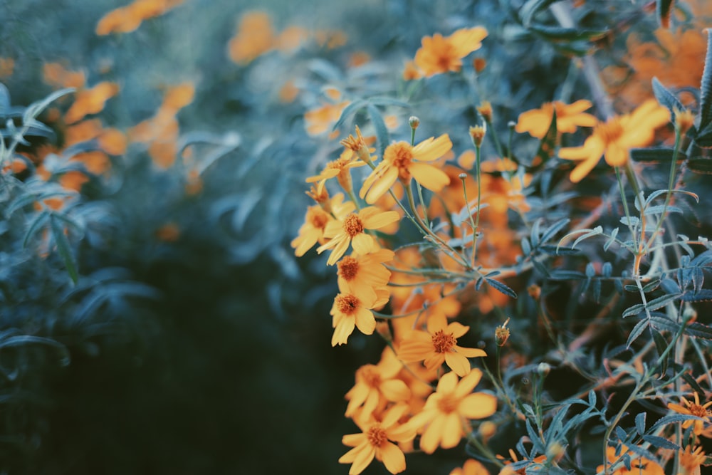 a bunch of yellow flowers that are in the grass