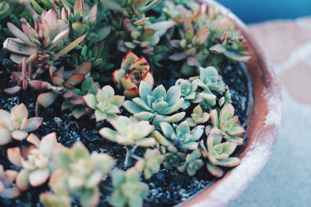 a close up of a potted plant on a table