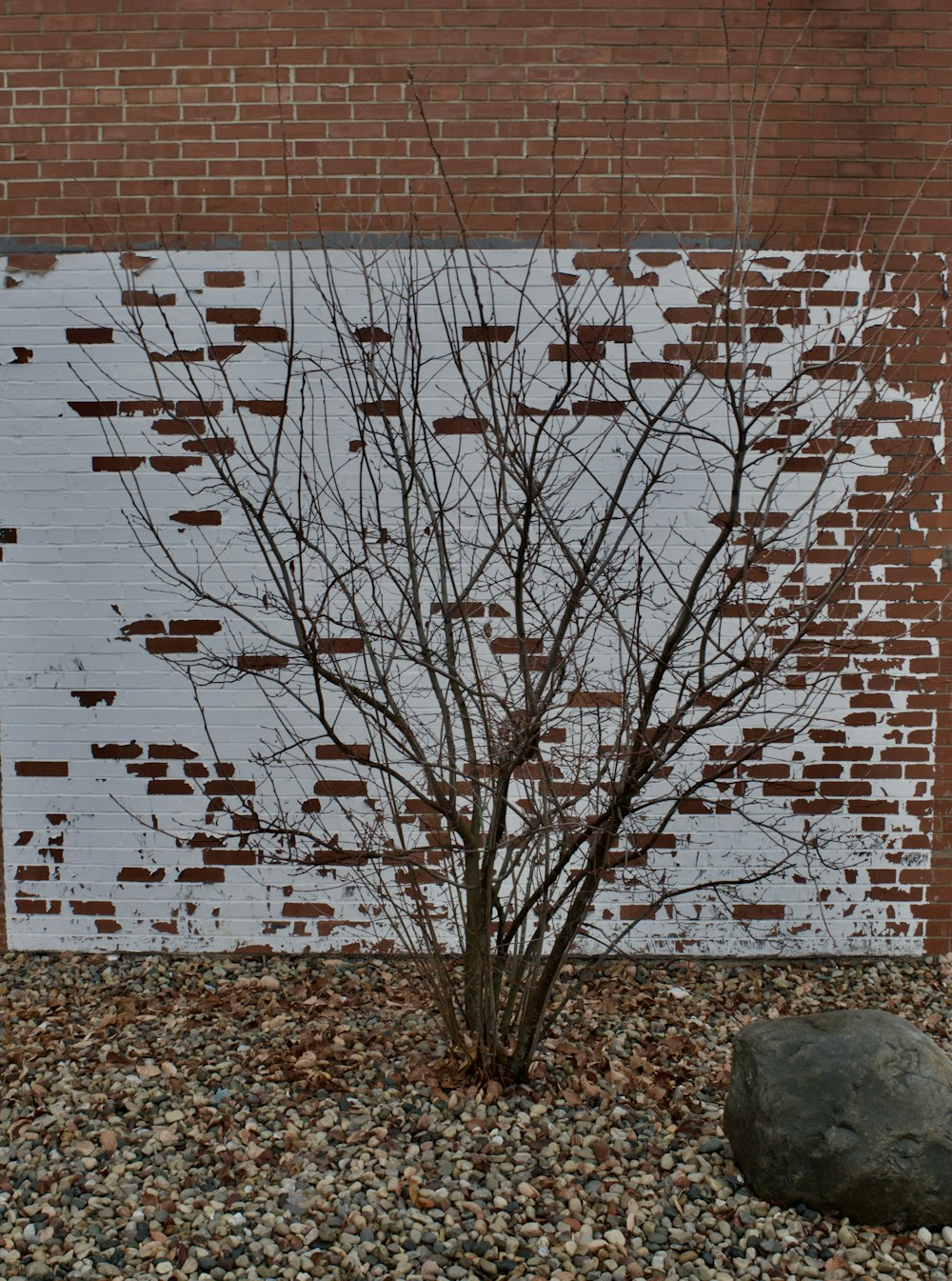 a bare tree in front of a brick wall