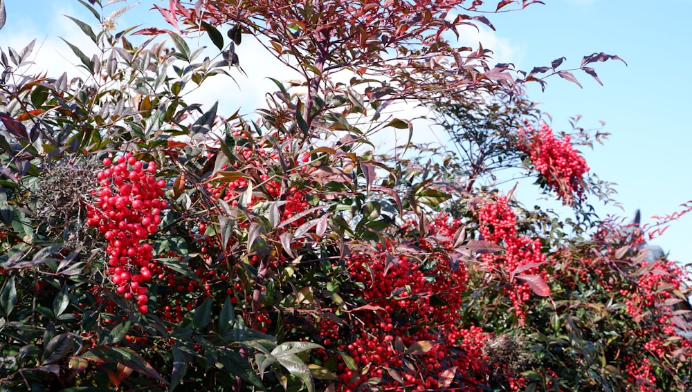 a tree filled with lots of red berries under a blue sky