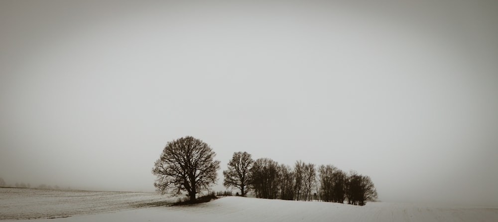 a snow covered field with trees in the distance