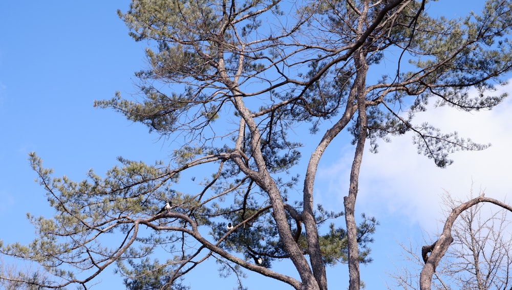 a tree with no leaves and a blue sky in the background