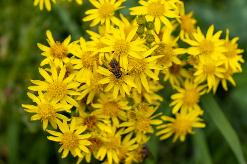 SpeedQuizzing at McGowans , Phibsboro