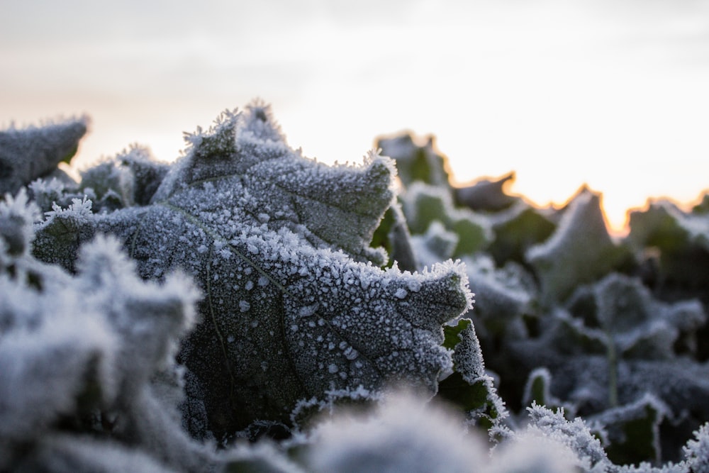 a close up of a plant with frost on it