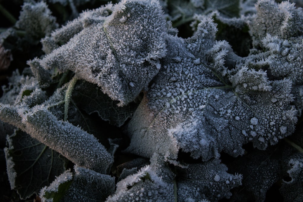 a close up of a plant with frost on it