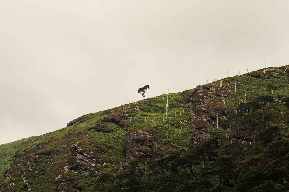 a lone tree on top of a grassy hill