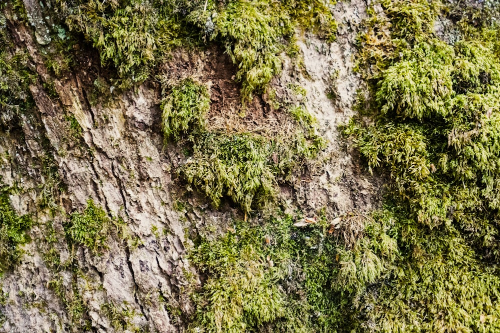 a close up of a tree with moss growing on it