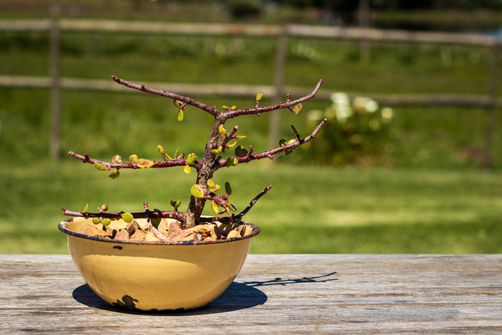 a potted plant sitting on top of a wooden table