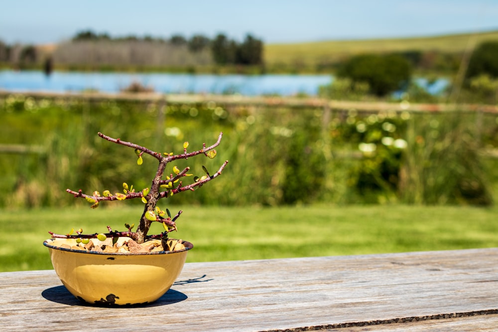 a potted plant sitting on top of a wooden table