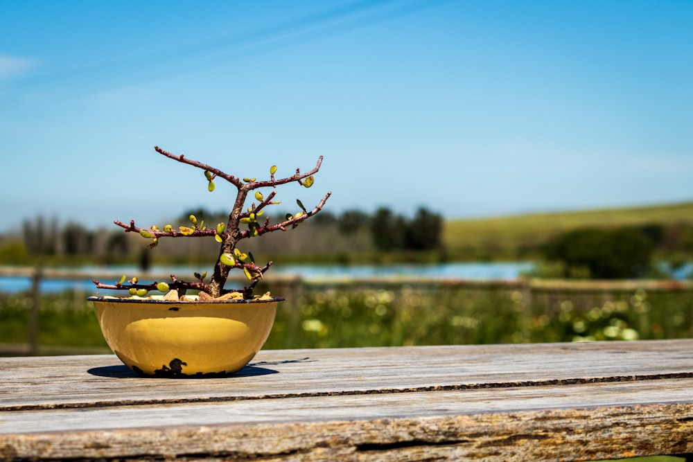 um vaso de planta sentado em cima de uma mesa de madeira