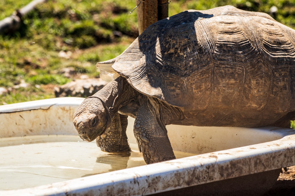 a large tortoise walking into a pool of water