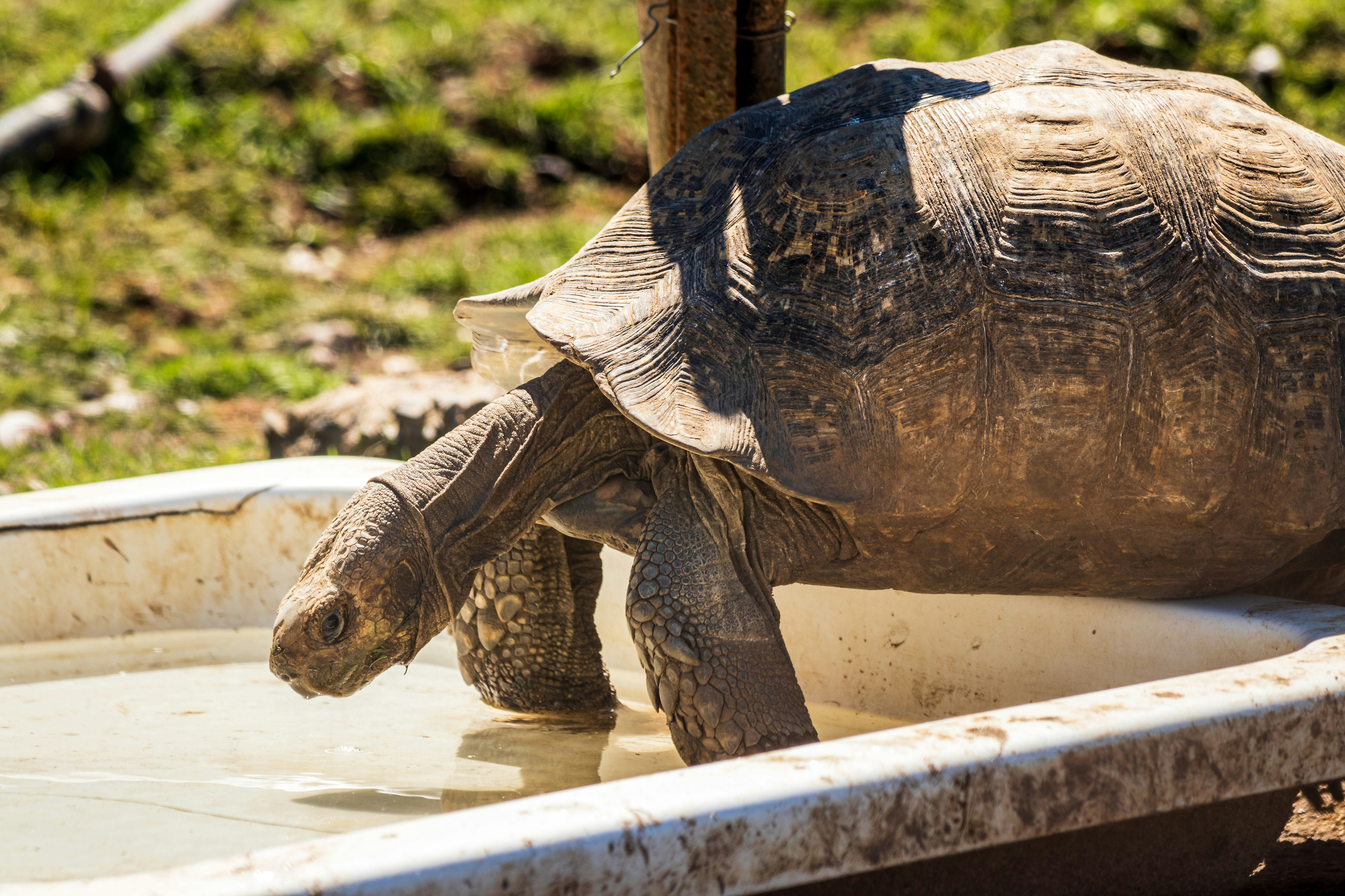 a large tortoise walking across a pool of water
