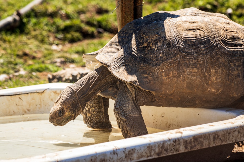 a large tortoise walking across a pool of water