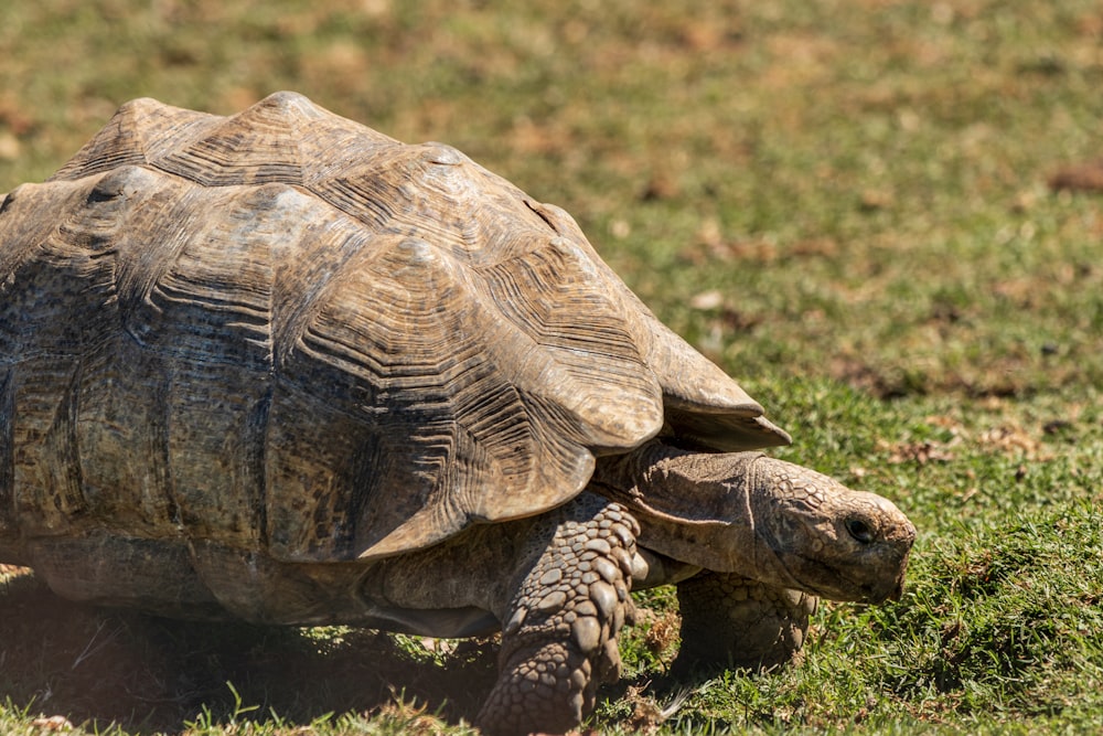 a large tortoise walking across a grass covered field