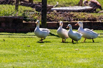 Four white ducks are walking on a lush, green grass field. They are positioned in a line, with a wire fence and a brick wall in the background. The sunlight casts soft shadows, and the setting appears to be a rural or farm environment.