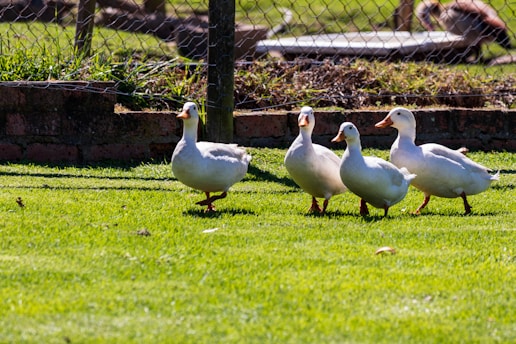Four white ducks are walking on a lush, green grass field. They are positioned in a line, with a wire fence and a brick wall in the background. The sunlight casts soft shadows, and the setting appears to be a rural or farm environment.